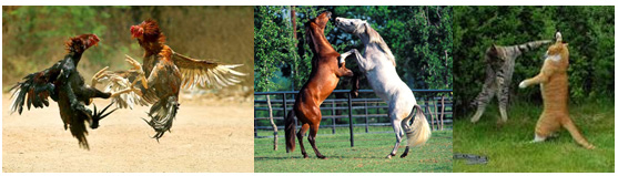 Significado do Cavalo: Simbologia Espiritual e Mística 🐎